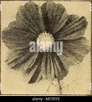 . Cosmos Dazzler Extra-Early Riesen Sensation Die frühesten des Kosmos mehrere Wochen vor allen anderen blühen. Hat wirklich wunderbare Blüten von außergewöhnlicher Größe und künstlerischen weil - abgerundete Form. Eine herausragende neue Art. 3 bis 4 ft. 2037 Crimson. . Sehr reiche Farbe. 2046 Dazrier. Die gut-gebildet, breit-blättrige Blüten sind ein ap-Läuten tief Amaranth crimson. 2038 Pinkie. Eine herrliche Hellrosa. 2039 Reinheit. Exquisite weiße Blüten. Alle oben genannten Optionen: Pkt. 15 c; große pkt. 30 c;] 4 oz. 60 C. 2040 Sensation gemischt. Enthält alle drei Farben. Pkt. 10 c; große pkt. 25 c;% oz. 40 C. Frühe Doppel Kosmos der Stockfoto