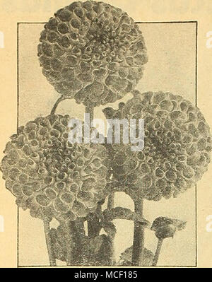 . Pompon-dahlien Pompon-dahlien Diese kompakten kleinen Dahlien sind ex-Cellent für Garten Pflanzen und für das Schneiden. Sie machen kleine dekorative Pflanzen mit einer Fülle von Blüten, die leicht in der künstlerischen Sträuße arrangiert sind abgedeckt. Die Pflanzen benötigen keine Beschneidung. 45-406 Amber Queen. Wohlgeformten Blüten gelb schattierte großzügig mit hellen Apricot. 3 Sc. 45-408 Belle von Springfield. Viele Dahlie Fans halten dies die besten rot Pompon Vielfalt. 3 Sc. 45-410 Bobby. Deep plum lila Blüten, die einen schönen Kontrast geben. 40 c Jeder. 45-412 Bronze Schönheit. Bronze, suf-fused altes Gold. 35 c ea Stockfoto