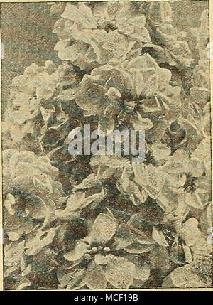 . ÂGilliflower, Cheiranthus Â® Ausschneiden und Wieder gesät im März oder April beginnen Sie die Blütezeit im Juli und weiter bis zum Frost. Gut - Kostenlose verzweigt- blühenden Pflanzen 2 Fuß hoch. 3991 Brillant. Rot 3992 Creole. Creme 3993 La France. Rose. tji f, - 3997 Prinzessin Alice. )^ " ^^c; Weiß l^ 31089 3998 Silbrigem Flieder 3999 Saphir. Blauen frühen Giant Giant Imperial Imperial Stocks EarSy4005 Buttercup. Eine erfreuliche Gelb. 4007 Gämse. Rosa und Creme. 4009 Der Elk Stolz. Rich royal Purple. 4011 feurig Blut rot. Auffällig. 4012 Goldene Rose. Licht goldene Rose. 4013 Lavendel. Eine charmante Schatten. 4017 Ros Stockfoto