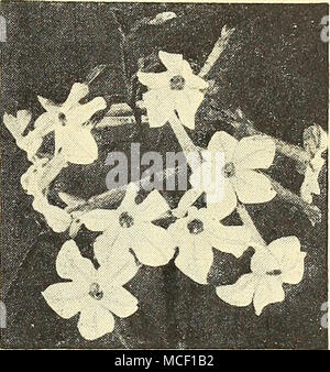 . Nicotiana - Blühende Tabak Nicotiana® Flotvering Tabak einfach zu wachsen und herrlichen für Betten oder Grenzen, die eine wunderbare Darstellung der auffälligen Blüten den ganzen Sommer und Herbst. Den Abend und die Nacht bloomers. 3151 Affinis {Knötchenförmige blühenden Zu-bacco). Zart duftenden, Reinweiß, röhrenförmigen Blüten. 3 Fuß hoch, Pck. 10 c; große pkt. 2 Sc;% oz. 40 C. 3153 Affinis, Crimson Bedder. Ein nur 16 cm groß. Mit bril-liant Tief karmesinrote Blüten bedeckt. Pkt. I5c; große pkt. 60 c;% oz - 90 C. 3156 Affinis Hybriden, Gemischt. Ähnlich affinis, aber die Blüten kommen in eine Vielzahl von hellen Co Stockfoto