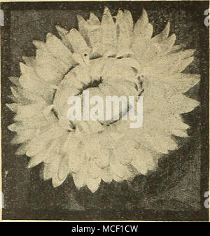 . Helichrysum - strohblumen Helichrysum® Straivfloiver Monstrosum fl. pi. Dieses große Blume-ing Typ ist äußerst effektiv mit seinen großen, doppelt, farbenprächtigen Blüten bilden ein feines Anzeige in Betten und Grenzen den ganzen Sommer und Herbst. Splendid für Winter bou-quets. 30 Zoll. 2592 Buttercup. Reich vellow. 2593 Feuerball. Leuchtend Rot. 2596 Lachs. Effektive rosy Lachs. 2597 silbrigen Rosa. Sehr schön. 2598 Violett Königin. Reich violett. 2599 Weiß. Glitzernden weißen. Alle oben genannten Optionen: Pkt. 10 c; große pkt. 40 c f4842 Strohblumen Sammlung. 1 pkt. Jede der oben genannten 1> 6, Wert 60 c Stockfoto