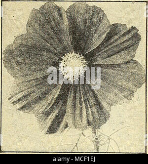 . Cosmos Dazzkr Extra-Early Riesen Sensation Die frühesten des Kosmos mehrere Wochen vor allen anderen blühen. Hat wirklich wunderbare Blüten von außergewöhnlicher Größe und künstlerischen gut abgerundete Form. Eine herausragende neue Art. 3 bis 4 ft. 2037 Crimson. Eine sehr reiche Farbe. Pkt. ISc; große pkt. 30 C. 2046 Dazzler. Die gut-gebildet, breit-blättrige Blüten sind ein ap-Läuten tief Amaranth purpurrote Farbe. Eine außergewöhnlich schöne Abwechslung. Pkt. ISc; große pkt. 40 c; J 4 oz. 60 C. 2038 Pinkie. Ein herrliches Licht rosa Farbe. Pkt. iSc; große pkt. 30 C. 2039 Reinheit. Exquisite weiße Blüten. Pkt. ISc; große pkt. 30 C. 204 Stockfoto