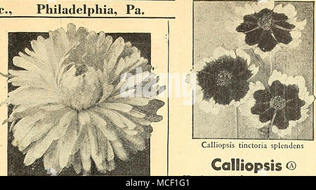 . Ringelblume Ringelblume Chrysantha® Scotch Ringelblume, Pot marigold Calendulas am beliebtesten sind Winterharte Einjährige ununterbrochen blühen von Juni bis harten Frost. Leistungsbeschreibung so früh im Frühling als der Boden kann vorprogrammiert werden geschnitten und dünn in zu stehen 10. auseinander. Wächst 1 bis 2 Meter hoch. 1561 Apricot Queen. Sehr große, breit-blättrige Blüten von hellen Apri - Kinderbett, Vertiefung in Richtung Zentrum. Brown Eyed. Pkt. 10 c; Y oz. 30 C. 1 591 Zitrone König. Reich Zitronengelb. Pkt. 10 c; große pkt. 25 c; J 4 oz. 35 C. 1 597 Orange König. Reiche orange-rot. Pkt. 10 c; große pkt. 2 Sc; Y-oz. 35 C. 1573 Radio. Perfekt Doppel-, Kugel- oder Stockfoto