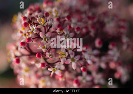 Männliche Blüten der Skimmia japonica Rubella, Nahaufnahme Bild mit zarten rosa und weißen Blüten mit gelbem Zentrum, Shepperton, England Großbritannien Stockfoto