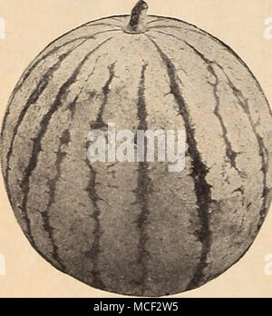 . Honig Sahne Wassermelone 541 Honig Creme (- ew) 85 Tage. Eine köstliche neue extra-earlj' Melone mit creme gelb Fleisch von Honig Süße. Hat attraktive runde Licht grüne Früchte mit dunkleren Linien. Tlie beste Der gelbe Wassermelonen. Sehr fruchtbar. Pkt. lOr; Oz. 20 c; 1 lb. 60 c; lb. $ 2.50. Wassermelonen Melonen d'eaii, Fr. Sandia, Sp. Cocomero, Es.-U.. WasserMelone, G'E'R. Eine Unze für 30 Hügeln; vier bis fünf Pfund pro Acre. Leistungsbeschreibung nach Mitte Mai in den Hügeln 6 Meter auseinander. 6 bis 8 Samen in einem Kreis in jedem Hügel Ort und ich Zoll tief. Sie gedeihen in einem Licht, reich, Sandy, warme Erde. 546 Impr Stockfoto