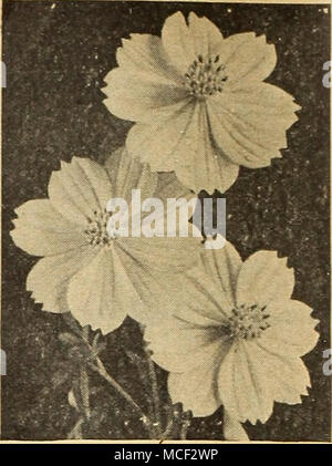 . Cosmos, frühe Gelbe Flare alle Amerika Auswahl 1942 Morning Glory® § 3032 Pearly Gates dieser herrlichen weißen Morning Glory ist eine glorreiche Newcomer. Die Blüten sind lus-trous Weiß mit schwachen cremige Schattierung tief in die Kehle. Sie durchschnittlich vier und einen halben Zoll herüber. Die kräftigen, schnell wachsenden Reben sind mit Blumen von der Mitte der Summe abgedeckt-mer bis zum Frost. Die herzförmigen Blätter sind ein frisches Licht grüne Farbe. Pkt. ISc; "Große pkt. 40 c; J 4 oz. 7 Sc Silber Medaille Auszeichnungen Cleome-Spider Blume® 1998 Riesige rosa Königin ein auffälliges robustes jährliches Lager von Hochsommer bis zum Frost riesige Stockfoto