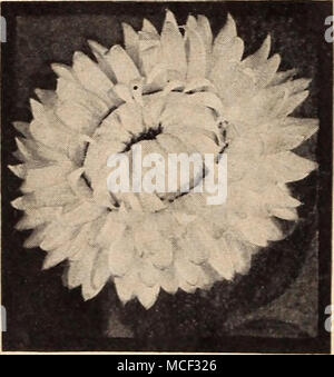 . Helichrysum-Straße^ - Blume Helichrysum® Strohblumen Monstrosum fl. pi. Dieses große - Blume - ing Typ ist äußerst effektiv mit seinen großen, doppelt, farbenprächtigen Blüten bilden ein feines Anzeige in Betten und Grenzen den ganzen Sommer und Herbst. Splendid für Winter Blumensträuße. 30 Zoll. 2592 Buttercup. Reich gelb. 2593 Feuerball. Leuchtend Rot. 2595 Lachs. Effektive rosy Lachs. 2597 silbrigen Rosa. Sehr schön. 2598 Violett Königin. Reich violett. 2599 Weiß. Glitzernden weißen. Ein ny von oben: Pkt. 10 c; große pkt. 30 C. Ich4842 Strohblumen Sammlung. 1 pkt. "Ch der Wert über 6, 60 r, 45 Stockfoto