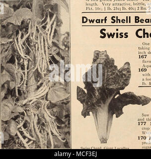 . 95 Rote Niere. Pkt. 10 c; J lb. 25 c; lb. 35 c; 2 lbs 65 c; 5 lbs. $ 1,35, Prepaid. Poiree, Fr. Bieta, Ital. Bleda, Sp. Beisskohl, Ger. Mangold, riesige Lucullus Kentucky Wunder Pole Bohnen eine Unze zu 100 ft. der Reihe. Ein gesundes Gemüse an die Stelle der Spinat im Sommer. Sow J Zoll tief mit 15 cm zwischen den Reihen. 167 Giant Lucullus. Curly hellgrüne Blätter von milden Geschmack. Die weiße Mitte Rippen geben ein leckeres Gericht wie Spargel vorbereitet. Pkt. 10 c-oz. 20 c; ich Lb. 45 c; lb. $ 1.25. 169 Lyons. Große, dunkelgrün, stark savoyed Blätter mit breiten weißen Mitte Rippen. Beginnen, nach Plan Stockfoto
