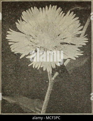 . STOKESIA (kornblume) Aster Aster STOKESIA (kornblume) Cyaiiea. Eine schöne einheimische Pflanze. Wächst von 18 bis 24 cm hoch, frei Lager von Anfang Juni bis Octo-ber seine stattliche Lavendel - blaue Kornblume - wie Blüten, die Messen von 4 bis 5 Zoll. Es ist Der einfachste Kultur, Erfolg in jede offene, sonnige Lage, und es ist nicht nur wünschenswert, da eine einzelne Pflanze in der Hardy Grenze, aber es kann auch mit feinen Effekt in Massen oder Betten jeder Größe verwendet werden. Cyanea Alba. Pure White Vielzahl von oben. 15 cts. Jedes; 1,50 $ Doz.; $ 10,00 pro 100. THALICTRUM (Wiese Eue) Sehr gracefu Stockfoto