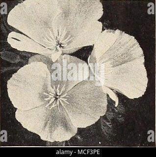 . Poppy EschscholtziaâCalifornia Fernsâfor das Haus | tp] 2420 Gemischt, zarten Sorten. Leistungsbeschreibung - in einer Mischung aus Torf und Sand und feucht halten und bei einer Temperatur von 60 Grad im Schatten. Enthält viele Wahl Sorten. Pkt. 25C. M 2450 Geranien Zonale, Gemischt. Wertvolle Topf Pflanzen im Winter noch ebenso feinen für den Sommer Anzeige in Betten oder Grenzen der Blüte. Pkt. 15 c; große pkt. 60 C. Die gerbera Transvaal Daisy [tp | 2454 Jamesoni hybrida. Die meisten un-gewohnt und sehr attraktiv, groß, Daisy - wie Blume aus Südafrika. Die einzelnen Blüten messen 2 bis 4 Zoll im Durchmesser, die in vielen Schattierungen von Stockfoto