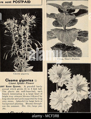 . Cleome Cleome gigantea gigantea® Giant Spider Blume 1997 Rose Queen. Eine anmutige robustes jährliches wächst 3 § 5 Fuß hoch. Die Pflanzen sind - gut Verzweigten, jeder Zweig endet in einem großen Kopf der hellen Rosy hochroten Blüten mit langen, schlanken Samenkapseln durch lange drahtige Stiele unterstützt. Splendid für grosse Betten oder Hintergrund einpflanzen. Blüte im Sommer. Pkt. 10 c; große pkt. 30 C. + Clematis Paniculata (Hi § 1995 des Japanischen Jungfrau bower). Eine der besten Hardy klettern - ers. Die Blätter sind hell glänzend Grün. Ende August und Anfang September das Laub vollständig ausgeblendet ist bene Stockfoto