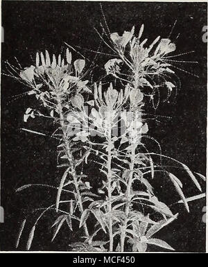 . Cleome Cleome gigantea gigantea® Giant Spider Blume 1997 Rose Queen. Eine anmutige robustes jährliches wächst 3^^ zu 5 Fuß hoch. Die Pflanzen sind - gut Verzweigten, jeder Zweig endet in einem großen Kopf der hellen Rosy hochroten Blüten mit langen, schlanken Samenkapseln durch lange drahtige Stiele unterstützt. Splendid für grosse Betten oder Hintergrund einpflanzen. Blüte im Sommer. Pkt. 10 c; Spezielle pkt. . IOc. + Clematis iH (D § 1995 Paniculata {Japanische Jungfrauen Bower). Eine der besten Hardy klettern - ers. Die Blätter sind hell glänzend Grün. Ende August und Anfang September das Laub ist vollständig ausgeblendet Stockfoto