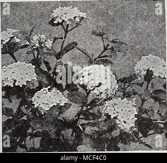 . Viburnum Carlesi Viburnum - Schneeball (M) Carlesi (duftende Viburnum). Die fra-grant seltenen koreanischen Viburnum. Salver geformte Blüten von einem zarten rosa getönt weiß, vorbei zu Weiß. Terminal Köpfe 2-3 Zoll im Mai. Gute buschige Muster, Größe 2-3 ft., SI. 50. Opulus {High-Bush Cranberry), (f) weißen Blüten im Juni durch leuchtend scharlachrote Beeren im Herbst folgte. Größe 2-3 ft., 75 c Jeder. - Sterilis{Schneeball, Gefüllte Schneeball). ® beliebten weißen Schneeball. Blüht im Mai. Größe 2-3 ft., 75 c Jeder. {Japanische plicatum Schneeball). Dunkle Laub und perfekt rein weiße Blume Kugeln im Mai; freie flowe Stockfoto