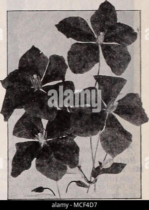 . Clematis Clematis Jackmanl Large-Flowering sehr beliebte Kletterpflanzen gut tun in Licht, fruchtbare, gut durchlässige Lehmboden. Wächst mehr als 10 Fuß hoch. Herzogin von Edinburgh. Trägt eine pro-Fusion der elegante, große, doppelt, weißen Blüten. The President. Die schönen großen Cremeweißen Blüten sind wunderschön. Jackmanl. . Universal Liebling auf der lila Blüten. Mme. Edouard André. Herrliche große Blüten von einem hellen Rosa karminrot Farbe. Ein ny von oben: "5c. Euonymus® Radicans vegetUS (Evergreen bitter-süß). . Stark wachsenden immergrünen Auswahl mit attraktiven großen foli Stockfoto