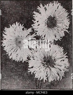 . Neue Shasta Daisy - Chiffon schöne Shasta Gänseblümchen Admiral Byrd. Wirklich enorme Blumen 5 bis 6 in. Durchmesser mit zwei oder drei Reihen von Tief laciniated weißen Blütenblätter. Getragen auf Stiele 30 cm lang. Blüht im späten Juni. 50 c Jeder; 3 für $ 1,40; 12 für $ 5,00. Alaska. 2 Füße. Reines weiß blüht im Sommer und Herbst. 25 c Jeder; 3 Für 70 c; 12 für $ 2.50. Chiffon. 18 in. Eine süsse, gerüschten Shasta Daisy in eine doppelte Reihe von schmalen, anmutig Rüschen und ausgestelltem weißen Blütenblättern, die eine klare, gelbe Mitte. 45 c Jeder; 3 für $ 1,25; 12 für S 4.50. Esther Reed. 15 18 in. Schöne Snow White double Flo Stockfoto