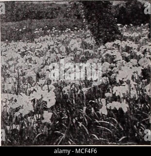 . Japanische Iris Catherine Parry. Blau mit hellen Violett. Herrliche gefüllte Blüte. Kolumbien. Eine feine Doppelzimmer Blau mit weissen Adern und gelben Center. Eleanor Parry. Claret lila mit blauen Reflexen. Gut gefüllte Blüte. Faszination. Herrliche lila-rosa leicht Geädert mit Weiß. Elegante Doppelzimmer bilden. Gold gebunden. Exzellente doppel Cremeweiß mit Gold Band durch jedes Blütenblatt. Mahagoni. Große gefüllte Blüten violett Mahagoni rot. Blüht spät. Rosa Perle. Eine auffällige und sehr schön schillernd pink. Purpur und Gold. Reich violett-lila mit goldenen Kehle. Doppelklicken. Königin des Blues. Stockfoto