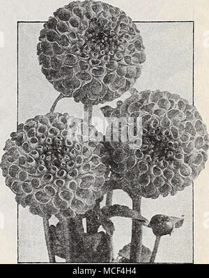 . Pompon-dahlien zierliche Pompons Diese so populär sind wie immer in den Garten. Sie machen kleine dekorative Pflanzen mit einer Fülle von Blumen bedeckt, während für Dekoration Sie eine Gelegenheit für schöne Arrangements. Aimee. Hell Lachs mit reichen Aprikose Schattierungen. Schönen wohlgeformten Blüten. Amber Queen. Schönes, gut-gerundeten Blüten in eine helle gelbe Farbe. Belle von Springfield. Dies ist der Pro-fect rot Pompon Dahlien. Dee-Dee. Eine sehr ungewöhnliche und bezaubernde Licht lila. Die einzige Sorte, die als blaue eingestuft werden können. Gretchen Heine. Rose - getöntes Weiß, gespitzt Carmine. Blüht sehr profusel Stockfoto