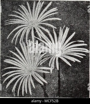 . Gerbera - Transvaal Transvaal Daisy Daisy Gerhera - [TP] 2454 Jamesoni hybrida. Die meisten un-gewohnt und sehr attraktiv, groß, Daisy - wie Blume aus Südafrika. Die einzelnen Blüten messen 2 bis 4 Zoll im Durchmesser, die in vielen Schattierungen von Gelb, Orange und Rot. Fein für das Gewächshaus, zum Schneiden, oder Betten. Pkt. 25 c; 100 Samen 75 C. Mehrjährigen Sorten m Der hardy Gaillardias sind einfach zu wachsen und eine außergewöhnlich farbenfrohe, geben eine Fülle von Blumen vom Hochsommer bis zum Frost. 2436 Burgund. Schönen Wein rot Flow-ers auf langen Stielen durchgeführt. Wächst 2 | Füße hoch. Pkt. 25 c; spezielle Pkt Stockfoto