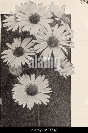 . Hardy Aster, Queen Mary Fall-Flowering Hardy Astern Astern oder Starworts Diese gehören zu den auffälligsten unserer späten Blüte, winterharte Pflanzen mit einer Fülle von Bloom im September und Oktober. Sie wachsen in fast jedem Boden. Barr's Rosa. Dies gehört zu den Novae-angliae Art. Es ist eine starke kräftige Züchter, 4 bis 5 Fuß hoch, mit feinsten leuchtend rosa Blüten. Capitaine. Licht lavendel-blau. 4 J 5 Füße. Chaterham Juwel. Der gefiederten Sprays der Lavendel blüht. 3 Füße. Gent. Große, zart flieder-lila Blüten. 3 Füße. Lüttich. Großen Blüten der rosigen Rosa. 2 Füße. Novae - Angli Stockfoto