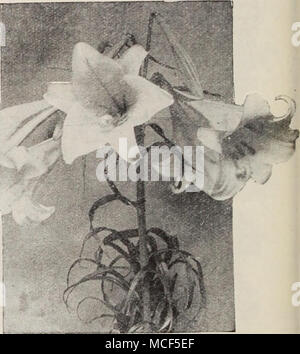 . Lilium Lilium formosanum philippinense - Hardy Lilien 2987 Philippinense formosanum. Ein wirklich bemerkenswertes Lilie mit dolden der große, weiße, lange trompetenförmigen Blüten, wie ein Easter Lily. Die Pflanzen blühen in 6 bis 8 Monaten ab dem Zeitpunkt Samen gesät, sehr aromatisch. 2 bis 3 Fuß. Pkt. 25 c; Spezielle pkt. 60 C. 2938 verwöhnen. Eine der schönsten aller hardy Garten Lilien. 3 bis 5 Fuß hoch wächst, blüht im Freien im Juli. Große, Trompete geformte Blüten; Farbe Elfenbein - weiß, rosa schattiert und getönt mit kanarischen gelb an der Basis der Blütenblätter. Pkt. 15 c; Ich oz. 50C. 2989 Tenuifolium (Coral Lilie). Einfach g Stockfoto