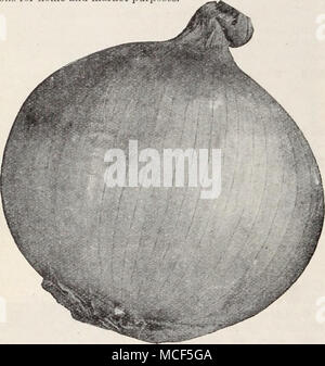 . Danvprs gelbe Kugel Zwiebel 568 Danvers gelbe Kugel. Home Gärtner auf dem Land bevorzugen diese Art auf alle anderen. Realiz-ing die Bedeutung des Erhaltens einer True-to-Zugentlastung, die Lampen, von denen unsere Samen gewachsen ist, sind besonders sorgfältig ausgewählten und zu gestalten. Eine gute Größe und eine herrliche Keeper, aber das Fleisch ist sehr mild gewürzt. Pkt. 10 c; Oz. 25 c; ich Lb. 75 c; lb. $ 2.25. 570 gigantische Gibraltar. Leichte strohgelbe Farbe Haut und weißes Fleisch, das ist mild und zart. Die große runde Zwiebeln 5 Zoll im Durchmesser und mit einem Gewicht von bis zu 2 Pfund, wenn Saatgut früh unter Gla gesät wird Stockfoto