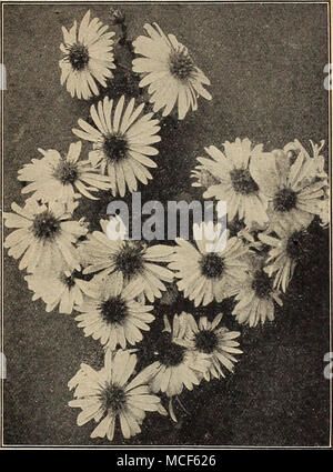 . Aster amellus Neue Hardy Aster novi Belgii Höhepunkt Herbst - blühende HARDY ASTERS (Astern, oder Starworts) Diese gehören zu den auffälligsten unserer späten - blühende winterharte Pflanzen, geben eine Fülle von Bloom im September und Oktober, eine Jahreszeit, wenn die meisten anderen Hardy flow-ers sind Vergangenheit, und für den besten Effekt in Massen von einer Farbe gepflanzt werden. Sie wachsen in jedem Boden. Die Sammlung angeboten unterhalb der erlesensten Sorten hergestellt ist, ist nur dann, den schmächtigen Art beseitigt werden. Chapmani. Anmutige Sprays der aeschynanthus-blau; 4 bis 5 Fuß. Formosisslmus. Helles Violett; 3 Füße. Lzevis floribund Stockfoto