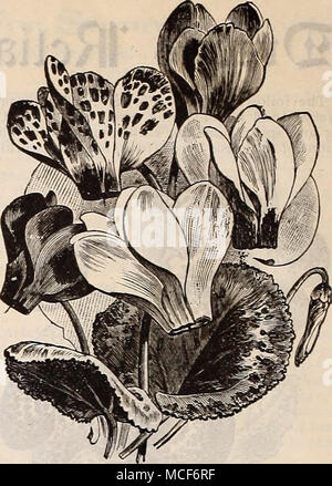 . CYCLAMEN PERSICCM GIGANTEUM. DIGITALIS, Fox = gIove. Ein schöner und sehr dekorative, Hardy peren - nial Pflanze, der statelv Wachstum, fein für gebüsche; 3 Füße. Pro Pck. 5750 Gloxinaeflora. Schöne Farben gemischt... 5 5927 MOnstrosa. Mammut Fingerhut. Gemischt. 10 STOCKROSEN. Für die Bepflanzung von Zeilen oder Gruppen auf dem Rasen oder für zwischendurch unter den Büschen, sind diese inval - Windows-meldung. Wir machen eine Spezialität von Stockrosen, und der Samen, den wir bieten, ist aus den besten Doppel Blumen für reine und helle Farben gespeichert. Saatgut für die Aussaat im Sommer stark blühende Pflanzen für die fol-genden biegen. 5946 Stockfoto