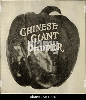 . RAINBOAV. (Neu) Früchte sind aufrechte, Lang, konisch, und von den frühen Grün auf Weiß, dann Goldgelb, und schließlich zu leuchtend Scharlachrot. Sehr fruchtbar, und die Zahl der Früchte in Farbe auf verschiedenen Stufen machen es sehr attraktiv. Feine Qualität, dicke prall und sehr süß. V 4 oz, 00 cts.; Oz, $ 1,00; % lb., $ 3,50; lbs., $ 12,00. Peperoni Vs oz. Oz. V-t lb. Lb. Cayenne Lohk Rot 25 $ 0 40 1 $ 10 $ 4 OO" Kleine schmale 25 40 110 4OO Himmlische 20 S5 1OO3 50 Creole, oder Bird's Eye 00 1OO3.'? O 12OO Chili. Klein 25 40 110 4 00 Red Cherry 35 CO1 T 5 0 50 "Japan Cluster 35 Stockfoto