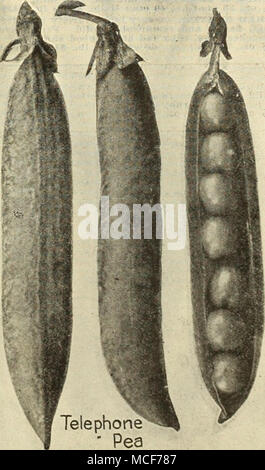 . Ausgewählte Dnrk Grün Podded Strnin HINWEIS Wenn Bohnen, Com oder Erbsen Parrel Post gewünscht werden, hinzufügen. S CL". Pro lb. Um Punkte östlich des Mississippi River und 10 Els. Pro lb. Zu den Punkten westlich des Mississippi Flusses Samen in Paketen, Unzen und Pfund Wir Postpaid zu jeder Post innerhalb der Vereinigten liefern Schiefer alle anderen pflanzlichen Stockfoto