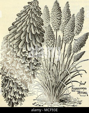 . Tritoma Pfitzerii (red-hot Poker Pflanze). Thalictrum Aquilegifolium. THERMOPSIS. Caroliniana. Ein auffälliges hoch wachsende Pflanze und erreicht eine Höhe von 6 bis 8 Fuß, die langen Stacheln von yel-low Blüten im Juni und Juli. 15 cts. Jedes; 1,50 $ pro Doz. TIARELLA (Schaum Blume). Cordifolia. Ein ziemlich niedrig wachsende einheimische Pflanze, ca. 8 cm hoch, die auffälligen Stacheln des reinen, weißen Spireea Blüten im Mai und Juni. 15 cts. Jedes; $ l-5l> pro Doz. THYMUS (Thymian). LanuginOSUS {Woolly breitblättriger Thymian). Ein nachgestelltes va-riety, mit Woolly gräuliches Laub; gut für den Steingarten. MontantlS AlbllS (Whil Stockfoto