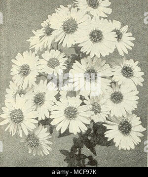 . Hardy Aster. HARDY ALPINE ASTERN. Unverzichtbar für den Steingarten oder Kante von Hardy Grenze, nur 6 bis 10 Zoll hoch, und produzieren ihre großen, auffälligen Blüten im Mai und Melodie. Alpinus. Sehr attraktiv, bläulich-violett. - Speciosus. Schöne deep blue. - Superbus. Eine feine blaue, sehr frei. - Albus. Reines Weiß. 15 cis. Jedes; § 1,50 pro Doz. Satz von 4 Sorten, 50 cts. Campanula carpatica (False Indigo). Australis. Eine stark wachsende Pflanze, ca. 2 Meter hoch; entweder für die Grenze oder wild - Garten, dunkelgrün, tief geschnitten Blattwerk, Blätter und Spitzen der dunkelblauen Blüten in der Melodie und Juli geeignet. 15°C; § 1,50 p Stockfoto