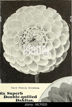 . Sechs hervorragende Doppelklicken bequillte Dahlien. Armorer. Tief rot; der feinen Form. A. D. Llvoni. Schöne, klare Rosa, der perfekten Form. Elegans. Rosa Lila, gespitzt, Weiß, der guten Form. Großherzog Alexis große, massive Blumen, Côte d'Ivoire - zwar mit einem leichten Hauch von an den Extremitäten der Blütenblätter Rose. Jamaika. Dark Crimson, schattigen helle Pflaume. Königin Victoria. Schön Gelb, fein bequillte. 15 cts. Jedes; 1,50 $ pro dtz.; Satz 6 für 75 cts. Zwölf besten Großen - Blume - ing zeigen Dahlien. DS^^^ v! Eine Arabella. Blass Primrose, schattigen alte Rose und Lavendel. Client. Tiefe velvety Crimson. Konstanz. Reichen rötlichen amb Stockfoto