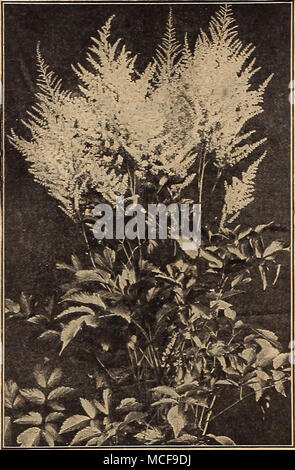 . ASTILBE ArFNDSI Fallen - floiiveriiig Hardy Astern. (Michaelmas Dsosies oder Starvrorts.) Dies sind nur einige der auffälligsten unserer späten - blühende winterharte Pflanzen, die eine Wea'th von Bloom im September und Oktober, eine Jahreszeit, wenn die meisten anderen hardy Blumen Vergangenheit sind. Wir bieten eine Auswahl von 12 Sorten. 20 cts. Jedes; $ 2,00 pro Doz. BLETIA. Hyacinthina. Eine terrestrische Orchideen aus China, mit Gras - lilie Laub und Terminal blütenstände von auffälligen Rosarot-rosa Blüten; wächst über einen Fuß hoch und gelingt am besten in einem feuchten, schattigen Position; erfordert die Protec- tion eines kalten Rahmen im Winter. 30 cts. Jedes; 3 $. Stockfoto