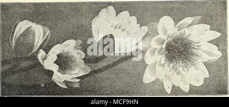 . Gruppe der Nymphe, ea Marliacea Sorten Hardy Nymphseas. Alba. Die bekannten weißen europäischen Seerose. Starke Blüte Wurzeln, 50 cts. Jedes; $ 5,00 pro Doz. Alba candidissima, eine sehr energische und wünschenswerten Vielfalt, viel stärker, als die Art und erfordern viel Platz; Blumen, große, rein weiße, kelchblätter gelegentlich mit Rosa gespült. Eine frühzeitige und kontinuierliche blühende Pflanze. 50 cts. Jedes; $ 5,00 pro Doz. Flava. Die bekannten Seerose von Florida. Blumen blass gelb, 3 bis 4 cm lang und 3 bis 4 cm aus dem Wasser; Blätter dunkelgrün, gestromt, Braun; Schüchtern blühende Pflanze. Wahrscheinlich eine Vielzahl von Stockfoto