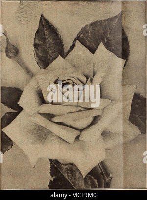 . Tea Rose, William R. Smith Maman Cochet. Einen extra starken Züchter seinen großen Knospen und Blüten, die in der grössten Fülle; Farbe deep rose - rosa, Innenseite der Blütenblätter silbrig-rose; sehr Doppel- und exquisite in l) ud oder wenn Full-geblasen. 40 cts. Jedes. Marie Van lioutte. Weiß, getönte mit gelben, oft leicht mit Rose; reichlich blühende Pflanze. 50 cts. Jedes. Molly Sharman Crawford. Großes Doppelzimmer, der herrlichen Form; cremig weiß auf den ersten Wechsel in reinem Weiß. 50 cts. Jedes. Zwölf Extra Wählen Sie Tee Rosen. Tee Rosen haben immer bewundert für Ihre de-licious Duft und für ihre delicac Stockfoto