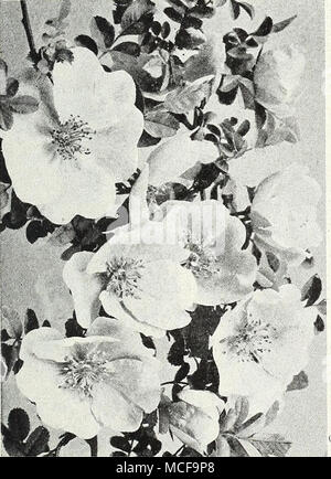 . Wkf^ Jk, Rosa Hugonis Trailing Rose, Max Graf vermutlich eine Kreuzung zwischen Rosa rugosa und Setigera, mit attraktiven, großen einzigen hell-rosa Blüten zu sein, nicht anders als die Form von Rosa rugosa, aber mit der blütenblätter mehr gequetscht, die seine Attraktivität verleiht. Es macht einen exceUent Kletterer oder Säule Rose, aber es spricht uns insbesondere als Bodendecker, für welchen Zweck es überlegen Der Wichuraiana Sorten ist. Das Laub, Rosa rugosa, ist sehr spät in der Saison erhalten und ist praktisch immun gegen Mehltau, schwarzer Fleck und Insekten, und ist absolut winterhart. Für die Anpflanzung von o Stockfoto