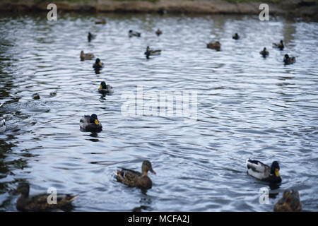 Vögel auf dem Teich. Eine Herde von Enten und Tauben durch das Wasser. Mi Stockfoto