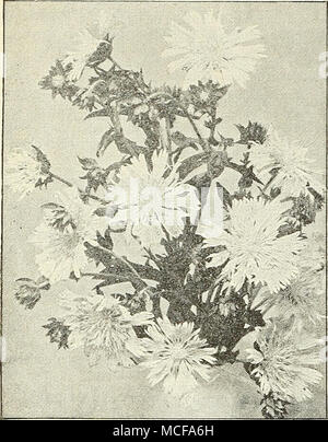 . F â, stokesia Cyanea. STOKESIA CYANEA. (Kornblume Aster.) Dies ist nicht neu, aber ist eine seltene und schöne winterharte Staude und wird angezeigt, in Farben auf der Abdeckung an der Vorderseite von diesem Katalog. Es ist leicht aus Samen zu ziehen und blüht sie bereits im ersten Jahr, wenn sie früh gesät. Die Pflanze wächst über 24 Zoll hoch, jedes Lager vom 20. bis 30 Hand - einige Lavendel - blaue Kornblume - wie Blüten, blüht von Juli bis zum Frost. Einer der erlesensten Themen für die Hardy Grenze und in-entbehrlich für das Schneiden. 15 cts. pro Pck. Für das Angebot von Pflanzen der Stokesia siehe Seite 18-3-Tritoma Express. 3 feine Bettwäsche Viol Stockfoto