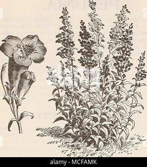 . PHLOX DRUMMONDI. Die verschiedenen Sorten von dieser Blume sind für extreme Reichtum der Farbe erwähnt, frühblühende Eigenschaft lobte, der Blüte und der Länge der Dauer in der Blüte. Es ist eines unserer schönsten einjährigen Pflanzen, und, ob in Betten, Klumpen oder Massen, sieht ebenso schön. p ^ p p^x. 3600 Phlox Druiiiniondi, Gemischte Farben. Pro Unze., 50 cts. -&Gt; I. ARGE FLOl^^"-Angebot oder GRAIVDIFLORA SORTEN. Die folgenden sechs Farben wurden von uns nach einer Studie von über zwanzig Arten als die besten, intelligentesten und Eindeutigsten für Bettwaren ausgewählt. 3603 Tief Kose 10 3602 Shell Pink 10 3605 AVhite mit violetten Auge 10 gemischt. Pro Unze., 75 cts. Stockfoto