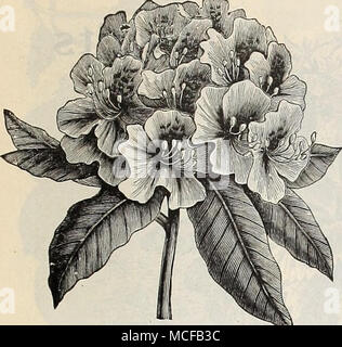 . Rhododendron. Wahl HARDY STRÄUCHER - fortgesetzt. Magnolia Conspicua. Feine starke Ebenen dieses schöne weiße Sorte. . Si'. OO. Magnolia soulangeana. Cremig Weiß und Lila, sehr stark. $ 2,00. Magnolia Purpurea. Lila Rudergeräten. 50 cts. Jedes. Mock Orange. (Thiladelphui grandijlorus). Auffällige, duftende, großen Blüten, reines Weiß. - Doppelte Blüte [Phi adelphus Fl. PI.) Große, duftende, doppelt, reine und Blumen. Dreiblättriges Orange. Dies ist die Hardy der orange Family, und werden unsere nördlichen Klima mit wenig oder keinen Schutz stehen. Es ist Zwerg, der eine niedrige, Strauchigen Wachstum, mit b Stockfoto