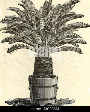 . Cycas Revoluta. Cycas Revoluta. (SAGO PALM.) Diese aie prächtige Pflanzen der edlen und majestätischen Gewohnheit, und sehr beeindruckend. Sie sind wahrscheinlich die meisten wertvollen dekorativen Pflanzen sowohl für Rasen und Haus Dekoration geworden; ihre schweren glänzend tiefgrünen Wedel widerstehen gleichermaßen die Gas, Staub und Kälte, die dekorativen Pflanzen häufig ausgesetzt sind. Wir wachsen ein riesiges Lager, und können schöne Exemplare bei $ 5.00, $ 10.00, $ 15,00, 25,00 $ und $ 35.00. Kleine Anlagen 50 Cent bis zu $ 1,00. Stockfoto