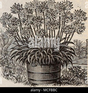 . AGAPANTHUS. Golden Fleece, feine reine Gelb, Sehr reichblühend, Mrs John Laing. Violett-rose. Royal Scarlet. Reich leuchtend Scharlachrot, sehr fein. Roszeflora. Ziemlich rosa-rose. Splendens. Reichblühend leuchtend rot. Thompsoni Plena. Perfekt doppelte Blüten, die in Form einer doppelten Malve ähneln; Reich tief orange, gestreift mit Crimson. Preis, 10 cts. Jedes; $ Ich. oo pro dtz., sofern nicht anders angegeben. Eine Gruppe von n Sorten für $ Ich. oo. AGAPANTHUS. Umbellatus {Lilie der Nil.) Eine herrliche Zierpflanze, Lager Cluster von hellen blauen Blüten auf langen blütenstiele und dauerhaften eine lange Zeit in Stockfoto