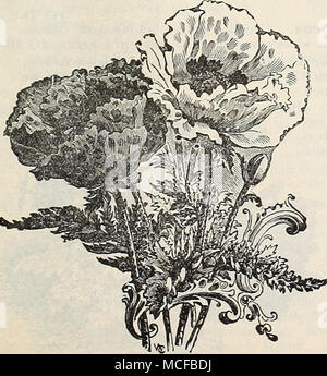 . Oribntale Hybrid Mohn. Doppel Nelke blühenden Mohn. Â PRO PCK. 6395 Orientale Hybriden. Beau-tiful neue Hybriden der Orientalischen Welpen, die Blumen von im-mense Größe 6 Zoll und mehr im Durchmesser und der viele neuartige Farben, wie Lachs, Rosa, Kirsche, etc. (Siehe.) ... 15 einzige jährliche Mohn. 6372 Danebrog. Sehr auffällige Vari- sellschaft, das große Single flow-ers von leuchtendem Scharlach mit einem silbrig-weißen Fleck auf jedes Blütenblatt, und bilden so ein weißes Kreuz. 5 6384 Shirley. Diese charmanten Pop-Torten sind Einzel- oder halb-Doppel. Die Farbpalette reicht von reinem Weiß über. Stockfoto