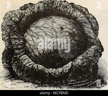 . Kohl. (Späte Sorten.) Dreer ausgewählt ist spät, flachen holländischen. (Schnitt sehen. ) Kurzen Stiel und große, durchgehend flachen Köpfen. Unsere Aktie wurde sorgfältig für mehrere Jahre, um ein Kohl dieser Art zu erhalten, und wir sind sicher keine bessere Sorte ist auf dem Markt. Pkt. 5 cts.; Oz. 20 cts.; - lb. 60 cts.; lb. § 2.00. Golden Zucker Winter. Ihis Vielfalt ist ganz deutlich in Charakter und Farbe, hat ein sehr harter Kopf und einer kurzen Strunk; seine Besonderheit ist das goldene Farbe nach oben gesetzt wird. Mittel spät und vollkommen solide bei Fälligkeit. Farbe von Laub dunkelgrün. Die kompakte Wachstum lässt zu, dass Stockfoto