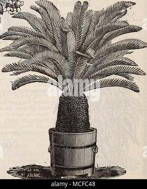 . Sago Palm. Stockfoto