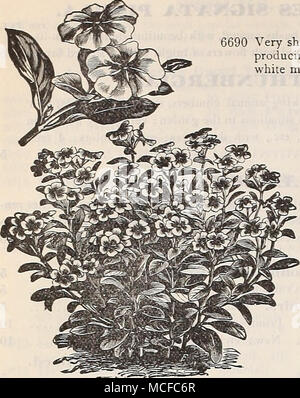 . AI. ERIA] SA. (Garten Heliotrop.) perpkt. 6690 Sehr auffällige Grenze Pflanzen, in jedem Garten Boden wachsenden, gut zu tun in der sluide; Herstellung von großen corymbs Blumen fein für Blumensträuße, winterharte Staude; Rot und Weiß gemischt; 2 Füße 5 violett. (Viola Odorata). Gut duftenden Frühling blühende Pflanzen für Bordüren, Gruppen oder Grenzen bekannt; gedeihen am besten im Sommer in einem schattigen Lage, in einem satten, tiefen Boden; tKM^ Si^^^ ausgiebig von Floristen für das Zwingen für Blüten im Herbst und Winter Monaten verwendet; winterharte Staude; 6 Zoll. 6725 Single Blau. Süß duftenden 106728 der Zar. Groß-f Stockfoto