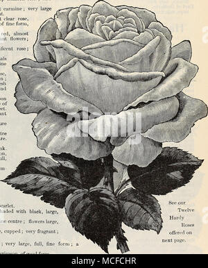 Form; Siehe unsere Zwölf Hardy Rosen angeboten auf der nächsten Seite. Margaret Dickson. Königin der Königinnen. Mit blauen Kanten, groß und voller perfekte Form, eines der besten seiner Farbe Pink. ? Ulrich Brunner. Helle cerise Rot; Blumen groß und voll. ?, Die Vick Caprice. Einer samtig rosa, gestrichelt und geflammt mit weißen und Carmine; sehr deutlich. ? Victor Verdier. Rosy Carmine, einem großen, auffälligen, keine repowering Rose. White Baroness. Reines weiß; eine wunderschöne blühende Pflanze. Xavier Olibo. Samtig schwarz schattiert mit Amaranth, groß und voll. 40 cts. Jedes, § 4,00 pro dtz., 40 set für 810,00 30" "3.00" Stockfoto