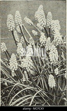 . Muscari, Traubenhyazinthen SCILLA CAMPANULATA IVIuSCari (Hyazinthen) Einer der schönsten Frühling Blumen- Zwiebeln, wachsende ca. 6 Zoll hoch, und oben werfen zahlreiche Spitzen der Blumen, eine Miniatur invertiert Bündel ähneln der Trauben. Sie sind vollkommen winterhart, und aus diesem Grund sie weitgehend für die Einbürgerung, besonders unter dem Gras und in Wäldern oder anderen schattigen Plätzen eingesetzt werden, auch in den Steingarten. Armeniacum. Lange stammte Traubenhyazinthen der tiefen Kobaltblau, en-durch weiße Schnürung an der Öffnung des Glocken aufgelockert. Herrlich duftend. Sehr große Blüten Stockfoto