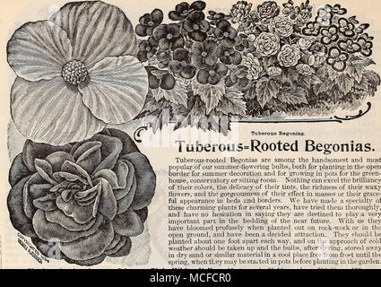 . Knötchenförmige Begonien. Tuberöse = verwurzelt Begonien. Tuberöse verwurzelten Begonien sind unter den handsomest und Beliebtesten unserer Sommer - Blumenzwiebeln, sowohl für das Einpflanzen in die offene Grenze für den Sommer Dekoration und für das Wachsen in den Töpfen für das Gewächshaus, Wintergarten oder Wohnzimmer. Nichts kann Excel die Leuchtkraft Ihrer Farben, die Feinheit Ihrer Tönungen, den Reichtum ihrer wächsernen Blumen und die gorgeousness Ihrer Wirkung in Massen oder ihre Gnade - ful Aussehen in Betten und Grenzen. Wir haben eine Spezialität dieser bezaubernden pflanzen für mehrere Jahre, haben Sie sie gründlich versucht, und haben Stockfoto