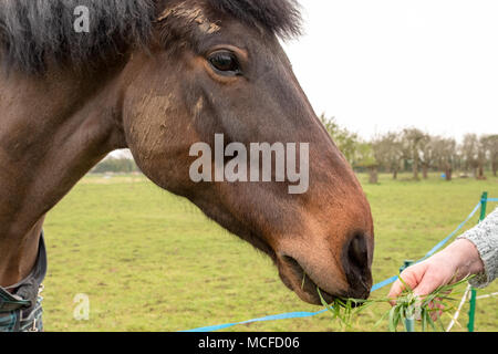 Besitzer eines Pferdes gesehen Fütterung ihm Frische wiese gras am Rande einer elektrischen Zaun auf einer kleinen Ranch im späten Frühjahr. Stockfoto